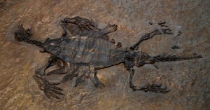 <span>Pozostaoci “praówia” z rodzaju Odontochelys; pekiskie muzeum historii naturalnej; Ghedoghedo, Wikipedia; CC BY-SA 4.0</span>