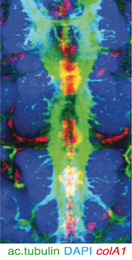 Axochord. Kolory odpowiadaj aktywnoci genów wyliczonych powyej pod ilustracj. Lauri et al, Science 2014