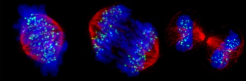 Kolejna partia mitotycznych fajewerków.  fot. Laura Trinkle-Mulcahy; CC BY 4.0, https://wellcomecollection.org/works/vg5fkerk; tu par sów o mitozie, jeli potrzeba objanie – https://patolodzynaklatce.wordpress.com/2016/07/05/chromosom-jak-szczotka-czyli-co-robi-ki-67/