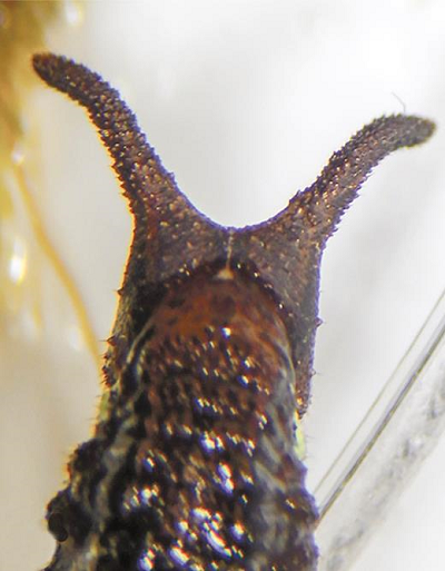 Posterior view of the head of the caterpillar (B) found together with an onychophoran (A) in a sample of arboreal bryosphere. Note that the surface texture of the tubercles on the head of the caterpillar resembles the surface papillae of the onychophoran (see supplemental video 2 showing the entire caterpillar and onychophoran moving about in a lab set-up inside the field station).