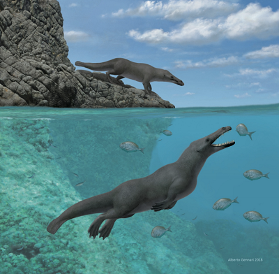<br /><span>(From paper): Figure S4. Artistic reconstruction of the middle Eocene (about 42.6 Ma) protocetid whale </span>Peregocetus pacificus<span>gen. et sp. nov., Related to Figure 2 and Data S2. Life reconstruction of two individuals of </span>P. pacificus<span>, one standing on the rocky shore and the other hunting sparid fish, along the coast of nowadays Peru. The presence of a caudal fluke in </span>P. pacificus<span>remains hypothetical and should be tested with the discovery of a more complete specimen, including posteriormost caudal vertebrae. Reconstruction by A. Gennari.</span>