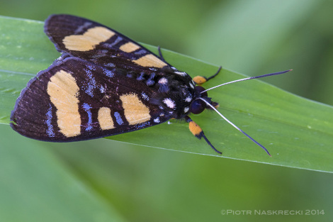 Niezidentyfikowany, ostrzegawczo ubarwiony motyl niedwiedziówkowaty, znaleziony na tej samej rolinie co Pardalota.