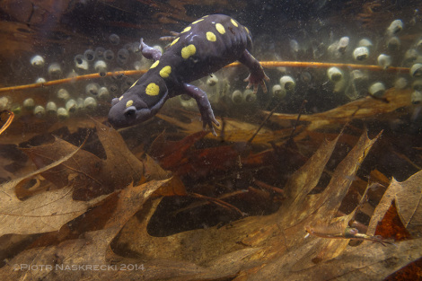W pónocnowschodnich Stanach Zjednoczonych kilka gatunków salamandrowatych, jak ta ambystoma plamista (Ambystoma maculatum) z Westfield MA, dziel sadzawki wiosenne z amerykaskimi dziwogówkami wiosennymi.