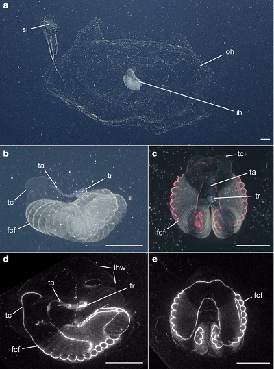 <br />(From Nature): a, Inner and outer house structures of the mucus feeding structure. b–e, White-light (b, c) andlaser-sheet (d, e) illumination of both the lateral (b, d) and dorsal (c, e) views of a midwater giant larvacean, B. stygius. fcf, food-concentrating filter; ih, inner house; ihw, internal house wall; oh, outer house; si, abandoned house or sinker; st, suspensory thread; ta, tail; tc, tail chamber; tr, trunk. Scale bars, 4 cm.