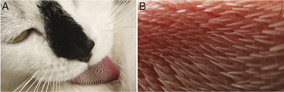 (z artykuu): Kinematyka mycia si kota. (A) Domowy kot czyci futro. (B) Zblienie jzyka, które pokazuje anizotropowe brodawki, które wskazuj w lewo, w kierunku garda