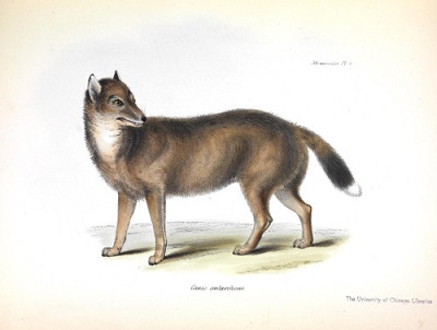 Canis antarcticu<span>s, George Waterhouse, z </span>Zoology of the Beagle<span>. Rosnca populacja ludzka i wynikajce z tego zakócenia oraz polowania doprowadziy do wytpienia falklandzkiego lisa pod koniec 1800 lat.</span>