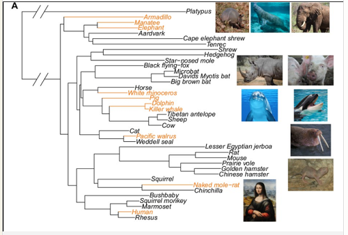 (z artykułu): Gatunki bezwłose wykazują wzbogacenie genów związanych z włosami i elementów niekodujących, których tempo ewolucji jest istotnie związane z ewolucją fenotypu. (A) Drzewo filogenetyczne przedstawiające podzbiór 62 gatunków ssaków użytych do analiz. Należy zauważyć, że wszystkie 62 gatunki zostały uwzględnione w analizach i tylko podzbiór pokazano tutaj. Gałęzie pierwszego planu reprezentujące bezwłosy fenotyp są przedstawione na pomarańczowo obok fotografii gatunku.
