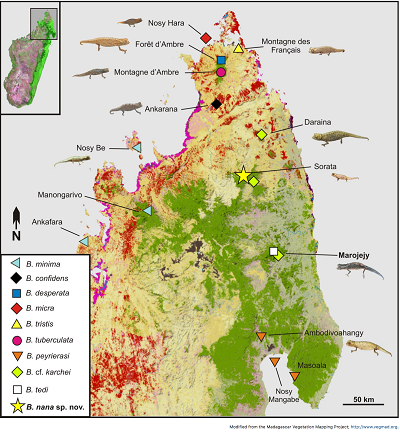 (Z artykułu): Mapa północnego Madagaskaru, pokazująca dystrybucję podrodzaju Evoluticauda (znanego jako grupa Brookesia minima) w tym regionie (pokazuje tylko zapisy zweryfikowane przez dane molekularne5,10,14). Proszę zauważyć, że B. dentata, B. exarmata i B. ramanantsoai występują dalej na południe i ta mapa ich nie obejmuje. Pomarańczowy (suchy las) i zielony (las deszczowy) pokazuje pozostałą roślinność w latach 2003–2006.