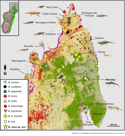 (Z artykuu): Mapa pónocnego Madagaskaru, pokazujca dystrybucj podrodzaju Evoluticauda (znanego jako grupa Brookesia minima) w tym regionie (pokazuje tylko zapisy zweryfikowane przez dane molekularne5,10,14). Prosz zauway, e B. dentata, B. exarmata i B. ramanantsoai wystpuj dalej na poudnie i ta mapa ich nie obejmuje. Pomaraczowy (suchy las) i zielony (las deszczowy) pokazuje pozosta rolinno w latach 2003–2006.