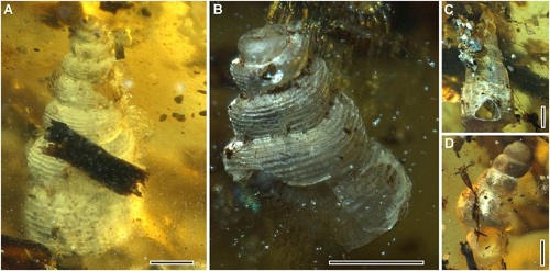 <span>(From Figure 4): Gastropods. (A) Mathilda sp. (B) Mathilda sp. (C) Undetermined specimen. (D) Undetermined specimen. (Scale bars, 1 mm.)</span>