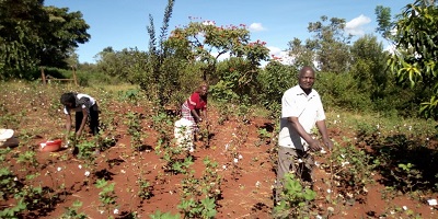 Mugo Mangondu zbiera pierwszy plon bawełny Bt. 
