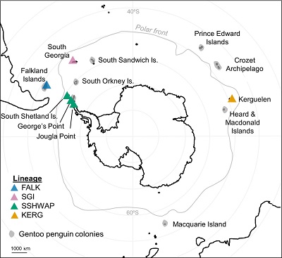 (From paper): Geographic range of gentoo penguins. Gray zones show existing gentoo penguin colonies while colored triangles show populations included in this study. FALK, Falklands; SGI, South Georgia Island; SSHWAP, South Shetland Islands & Western Antarctic Peninsula; and KERG, Kerguelen 