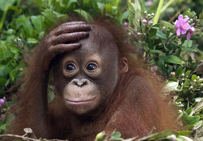 Ile jest gatunków orangutanów?