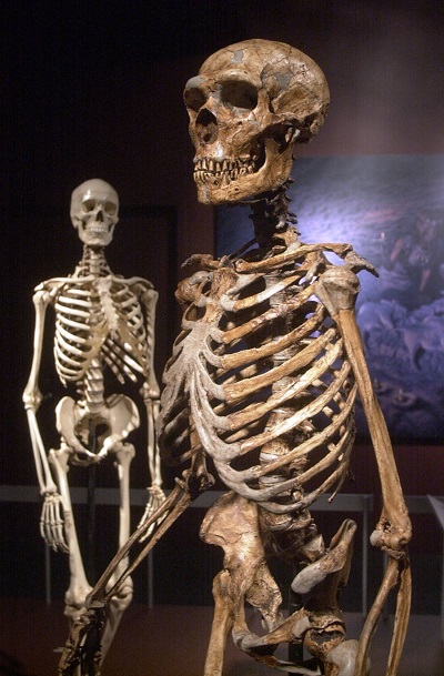 Zrekonstruowany szkielet neandertalczyka, po prawej, i szkielet Homo sapiens na wystawie w Museum of Natural History w Nowym Jorku. Wymarcie ludzkoci jest jedn z wielkich egzystencjalnych kwestii  myli apokaliptycznej; w kocu, aden gatunek nie trwa wiecznie. FRANK FRANKLIN II/ASSOCIATED PRESS