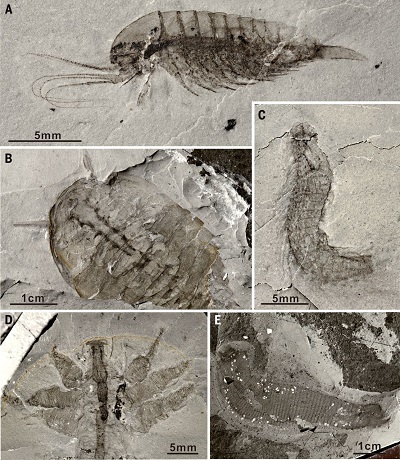 <span>Fig. 3 (from paper): Ecdysozoans of the Qingjiang biota. (A) Leanchoilia sp., showing fine anatomical details, including those of the great appendages. (B) New megacherian preserved with internal soft tissues. (C) A possible kinorhynch scalidophoran, with segmented body armored by scalids. (D) Lobopodian. (E) Priapulid worm.</span>