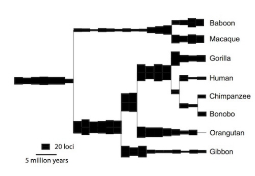 Magiorkinis et al, Retrovirology 2015