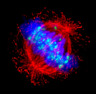 Myl, e mitoza zamiast fajerwerków bdzie wystarczajco sylwestrowa.  fot. Paul Andrews/Univ. Dundee, CC BY 4.0, https://wellcomecollection.org/works/tc635q2d