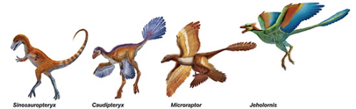 Kilka opierzonych dinozaurów i wczesnych ptaków. Xing Lida/National Geographic