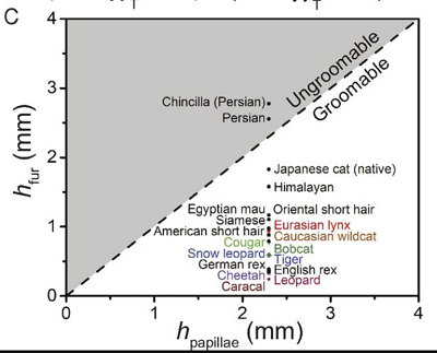 (Z artykuu): (C) Stosunek miedzy wysokoci przycinitego futra h[fur] i wysokoci brodawek h[papillae]. Ukona linia, h[papillae] = h[fur], wskazuje rozdzia na dajce si pielgnowa i niedajce si pielgnowa koty.  