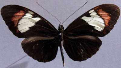 H. heurippa (gatunek hybrydowy)