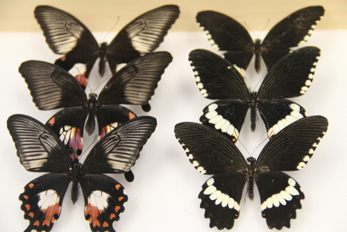 Róne wzory Papilio polytes. Credit: Wei Zhang