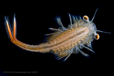 Samiec amerykaskiej dziwogówki wiosennej (Eubanchipus vernalis) z Estabrook Woods, MA.