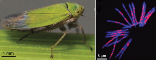 <br /> Po lewej stronie: Zielony skoczek ryowy, (Nephotettix cincticeps), po prawej DNA plemników (kolor niebieski) i Rickettsia (czerwony). Zdjcie: Watanabe et al, 2014