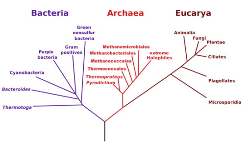 Drzewo trzech domen. Wikipedia. Wersja o duej rozdzielczoci znajduje si tutaj: http://bit.ly/threedomains