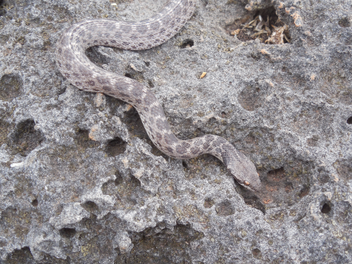 Nocny w (Hypsiglena ochrorhyncha unaocularus) na wyspie Clarion; zdjcie Daniel Mulcahy.