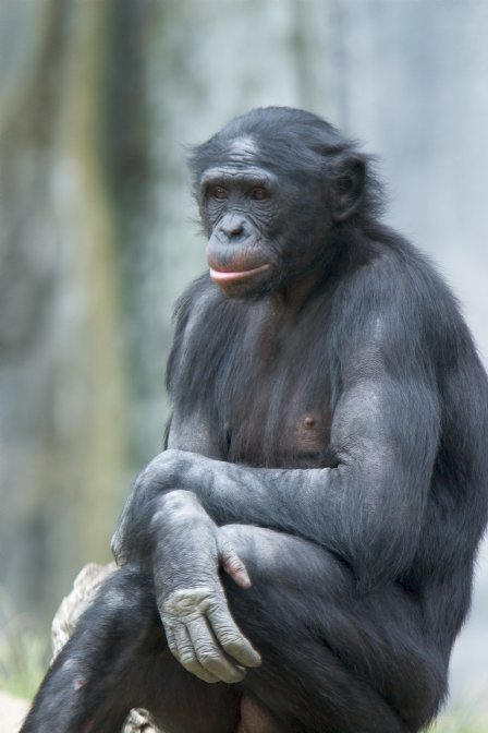 Pan paniscus, zwany równie bonobo