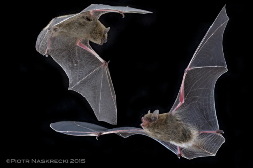 Nietoperze z rodziny Vespertilionidae, takie jak Neoromicia nana, s czstymi gospodarzami dla pluskiew nietoperzowych, by moe z powodu niskiego hematokrytu tych ssaków, co uatwia pasoytom picie ich krwi.
