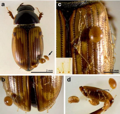 Deutonimfy Uropoda orbicularis na uku gnojaku Aphodius prodromus. Prosz zauway dugo pediceli w C i D oraz nierówn dystrybucj deutonimf. Sdzi si, e dugo pediceli jest zwizana z ryzykiem oderwania si (dusze pedicele, kiedy ryzyko oderwania si jest wiksze). Wzite z odnonika 2.
