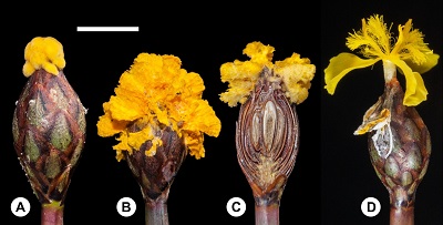 (From the paper): Fig. 1. Comparison of Xyris flower and Fusarium xyrophilum pseudoflowers collected in the Cuyuni-Mazaruni region of Guyana in 2010. (A) Young yellow-orange pseudoflower produced by F. xyrophilum emerging at tip of cone-like spike of Xyris surinamensis. (B) Mature pseudoflower of F. xyrophilum enveloping the entire X. surinamensis spike. (C) Longitudinal section of X. surinamensis spike showing partial fruit development in center and pseudoflower of F. xyrophilum. (D) Healthy yellow flower of X. surinamensis shown for comparison, with lateral petals and prominent erect hairlike staminodes. Scale bar: A–D = 5 mm. (For interpretation of the references to color in this figure legend, the reader is referred to the web version of this article.)