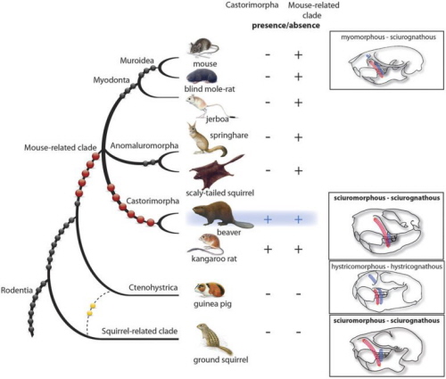 (From paper): 3,780 potential phylogenetically informative retroposons were extracted from the beaver reference assembly and projected onto sequence information of other rodent genomes and onto PCR-amplified orthologs from Anomaluromorpha. These newly revealed markers are shown as enlarged red balls. Previously identified phylogenetically diagnostic retroposon markers are indicated by black and two conflicting yellow balls. The two screening strategies and the resulting diagnostic presence/absence patterns are indicated for Castorimorpha and also the mouse-related clade. The myomorphous, sciurimorphous, and hystricomorphous zygomasseteric systems are illustrated to the right (blue and red lines show anterior parts of medial and lateral masseter, respectively; for details of zygomasseteric systems in rodents see Potapova27). The mandible types20 are noted: sciurognathous and hystricognathous. For the squirrel-related clade, only the zygomasseteric system of Sciuridae is presented. The rodent paintings were provided by Jón Baldur Hlíðberg.