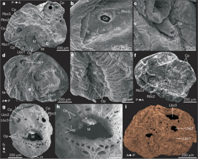 (from paper): a–c, Holotype XX45-20. a, Right side. The mouth (M) arched dorsally along the anterior–posterior axis. b, Chevron pattern (Ch) on the inner surface of the integument. c, A spine (Sp) close to the mouth. d–f, XX45-56. d, Left side. e, Detail of the dorsally arched and folded mouth with radial folds (Rf) and oral protrusions (Op) in d. f, Circular pores (Cp) on the dorsal, right side. g–i, XX48-64 with limited compression. g, Ventral view, showing body cones (Bc) bilaterally arranged around the anterior, including the mouth. Two circular pores are adjacent to the first body cones (Bc1) and a small circular pore is on the mid-ventral line of the body. h, Oral protrusions lacking distal ends and appearing as a circle of pores. i, Left view reconstructed by microcomputerized tomography data. Lbc1–Lbc4, left body cones; Nr, nodular rugae; Rbc1–Rbc4, right body cones; Rf, radial folds; Sc, sub-layer of cuticle; arrowed AP, anterior–posterior axis.