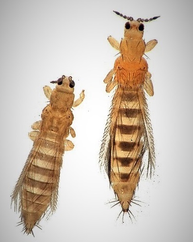 Wciornastek tytoniowiec (Thrips tabaci) po lewej i wciornastek zachodni (Frankliniella occidentalis) © Alton N. Sparks, Jr., Wikimedia Commons.