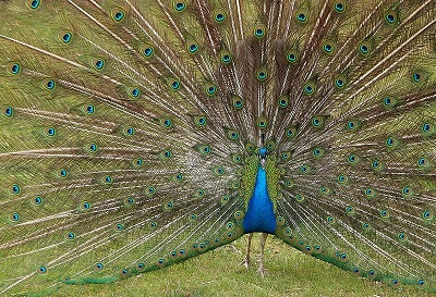 Pióra tego indyjskiego pawia (Pavo cristatus) czyli jego tren stanowiyby problem, gdyby pawia ciga tygrys w ich rodzimym indyjskim lesie © Paul Lakin, Wikimedia Commons.