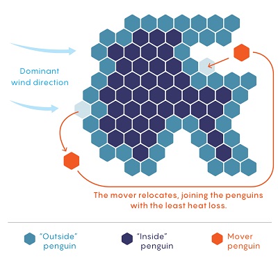 <span>Samuel Velasco/Susan D’Agostino/Quanta Magazine; based on: Modeling Huddling Penguins</span>