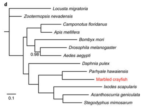 (from paper): Phylogenetic clustering of 138 orthologues from recently published arthropod genomes. Shimodaira–Hasegawa-like branch support <1 is indicated by numbers.