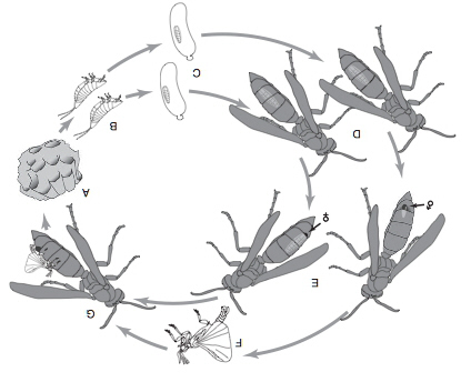 Ilustracja cyklu yciowego Xenos peckii: (A) gniazdo os Polistes fuscatus zostaje zainfekowane (B) X. peckii na pierwszym stadium rozwojowym, aktywnie szukajcym i wkrcajcym si w (C) larw osy-gospodarza, gdzie linieje w bezkoczynowe, drugie stadium i rozwija si przez trzy kolejne linienia wewntrz larwy osy-gospodarza; (D) dorosa osa z larw X. peckii ukryt w jej odwoku; (E) po czwartym linieniu samce i samice wysuwaj si czciowo z odwoka swojego osiego gospodarza; (E, po lewej) wysunita struktura samca twardnieje i tworzy tarczk puparium; (E, po prawej) wysunita struktura samicy twardnieje i tworzy gowotuów, dajc neoteniczn doros samic; (F–G) po 10 do 15 dni okresu poczwarkowego uskrzydlony samiec (F) wyania si, znajduje podatn samic (G) i kopuluje z ni. Uwaga: rysunki nie zachowuj skali; rysunek pierwszego stadium larwy zaadaptowany z SEM w Osswald i in. (2010). Z Hrabar i in. (2014)