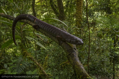 Bolitoglossa robusta na gazi drzewa w parku narodowym Tapanti, Kostaryka.