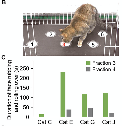 (Z artykuu): (B) An image of behavioral assay using cats to find bioactive fractions in purification steps (see movie S1). (C) Duration of face rubbing and rolling over toward fractions 3 and 4 in four cats.