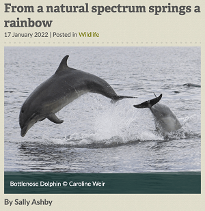 https://sussexwildlifetrust.org.uk/news/from-a-natural-spectrum-springs-a-rainbow
