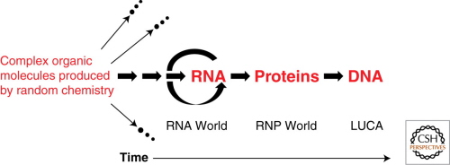 Model wiata RNA kolejnego pojawiania si RNA, biaek i DNA podczas ewolucji ycia na Ziemi. Wiele izolowanych mieszanek zoonych czsteczek organicznych nie osigno samoreplikacji i dlatego wymaro (oznaczone strzak wiodc do wymarcia). Szlaki, które prowadziy do samoreplikujcego si RNA s zachowane u wspóczesnych potomków. Strzaki na lewo od samoreplikujcego si RNA dotycz prawdopodobnych, samoreplikujcych si systemów, które poprzedzay RNA. Biaka wystarczajco due, by si same skaday i wykonyway uyteczne czynnoci, pojawiy si dopiero po tym, kiedy dostpny by RNA do katalizowania ligacji peptydów lub polimeryzacji aminokwasów, chocia aminokwasy i krótkie peptydy byy obecne w mieszankach daleko po lewej stronie. DNA przej rol genomu stosunkowo póno, chocia nadal >miliard lat temu. LUCA miay ju genom DNA i przeprowadzay biokataliz uywajc enzymów biakowych, jak równie enzymów RNP (takich jak rybosomy) i rybozymów. Rysunek i podpis z Cech (2012)