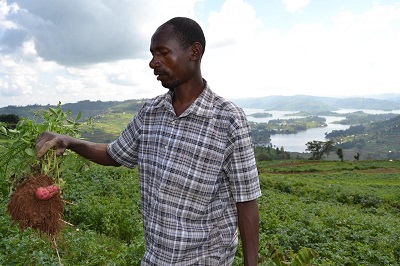 Farmer Friday Herbert zbiera mizerny plon nawet po uyciu rodków grzybobójczych. Zdjcie: Isaac Ongu