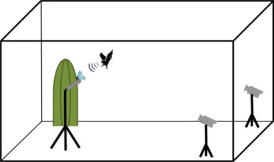 (Z artykuu): Organizacja eksperymentu z obydwoma celami. Pracowalimy po kolei z kadym celem, a kady przyczepiony by do kaktusa. Lot i zachowanie echolokacyjne nagrywalimy mikrofonem ultradwikowym i dwiema zsynchronizowanymi kamerami, wspieranymi przez wiato stroboskopowe. Wymiary klatki (4m x 4m x 3m).