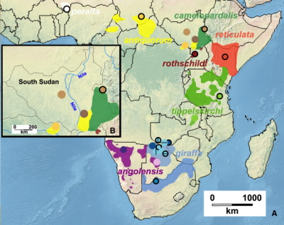 (Z artykuu): Ilustracja 1 Dystrybucja i miejsce pobierania próbek rónych podgatunków yrafy w Afryce (A) Zasig dystrybucji (cieniowane kolory) dostarczone przez Giraffe Conservation Foundation [7], naniesione na map Afryki (http://www.naturalearthdata.com/). Koa reprezentuj miejsca pobierania próbek; kodowanie: patrz ilustracja 2. (B) Powikszony widok region Poudniowego Sudanu. Prosz zauway, e próbki przypuszczalnej yrafy nubijskiej byy pobierane w wschód i zachód od Nilu.