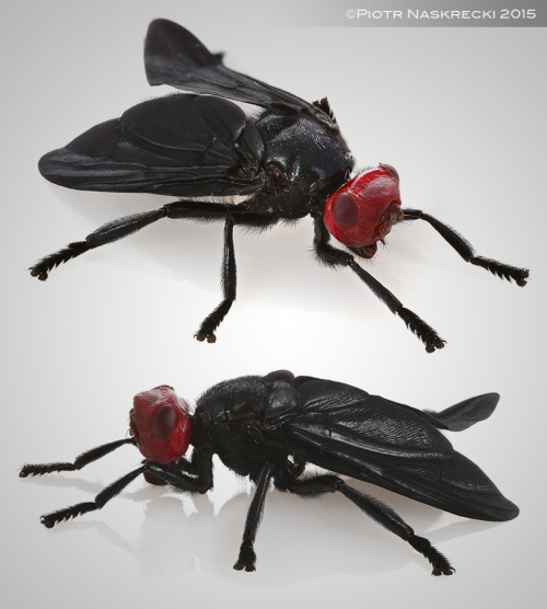 Czerwonogowe muchy (Bromophila caffra) s rzucajcymi si w oczy i powszechnymi owadami w Afryce Wschodniej i poudniowej, ale niewiele wiadomo o ich biologii.