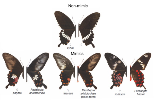 Wszystkie lewe poowy to samice Papilio polytes. Prawe poowy to albo samce P. polytes (na górze), albo róne gatunki paziowatych (na dole). Zaadaptowane z Kunte et al, 2014.
