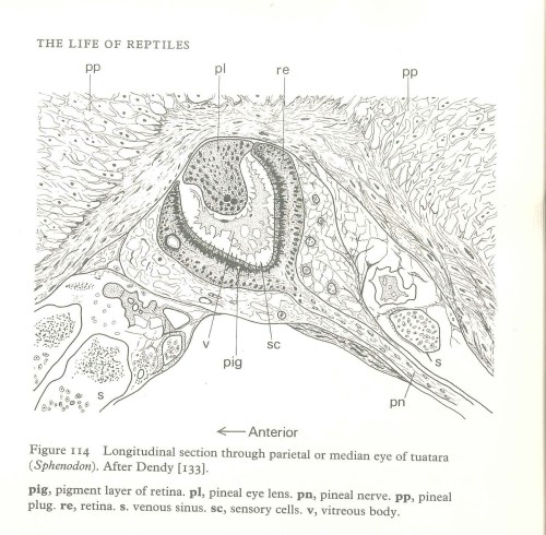 Oko ciemieniowe hatterii (Rysunek 114 z Bellairs, 1970).